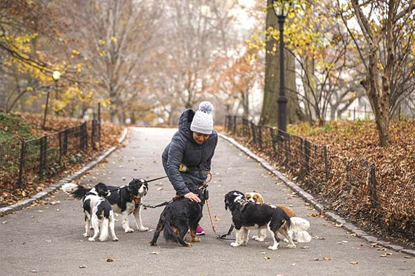 Регионы захватила волна отравлений собак